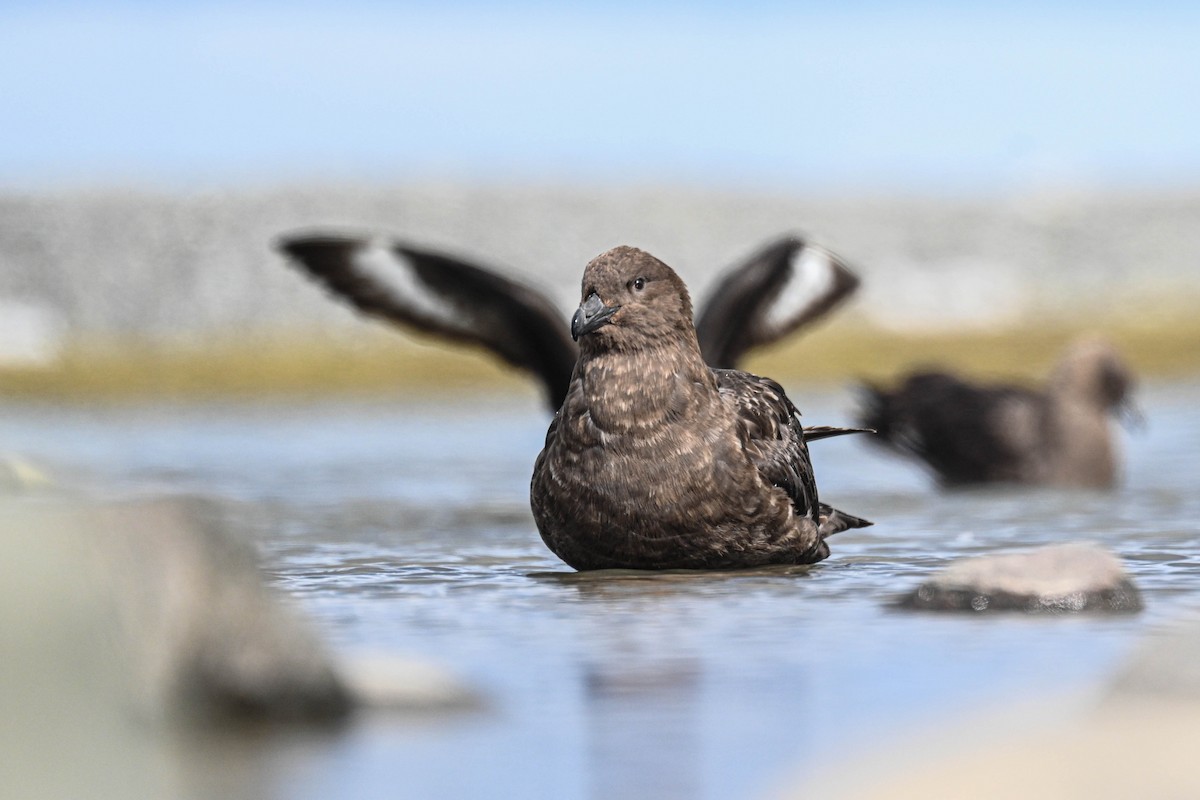 Brown Skua - ML646312231