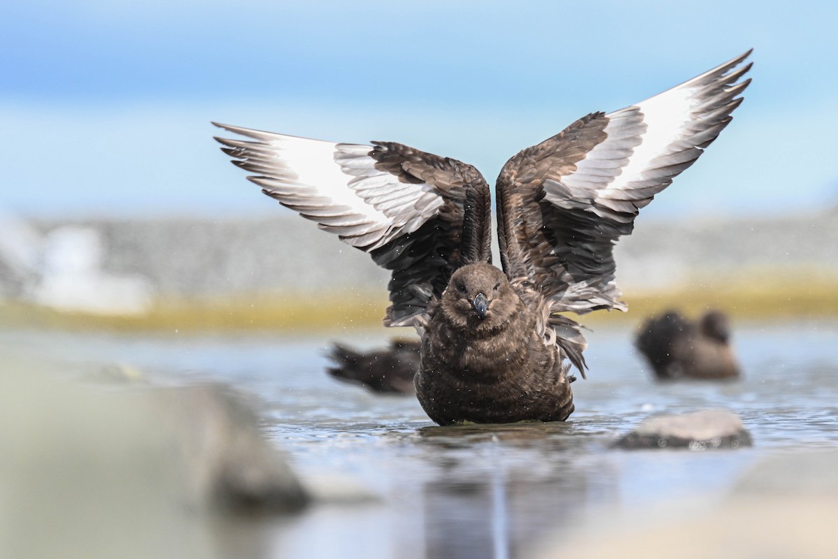 Brown Skua - ML646312232
