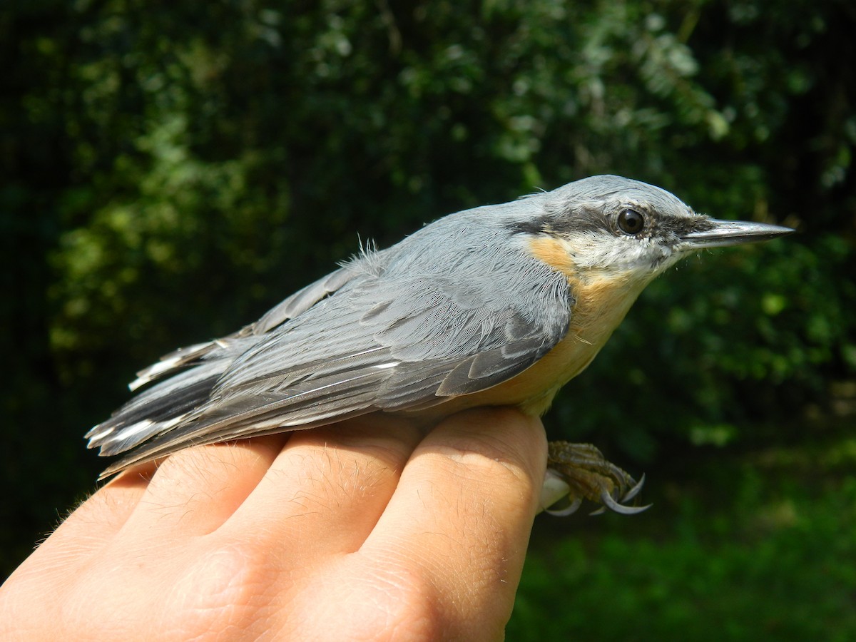 Garrapo eurasiarra - ML646312234