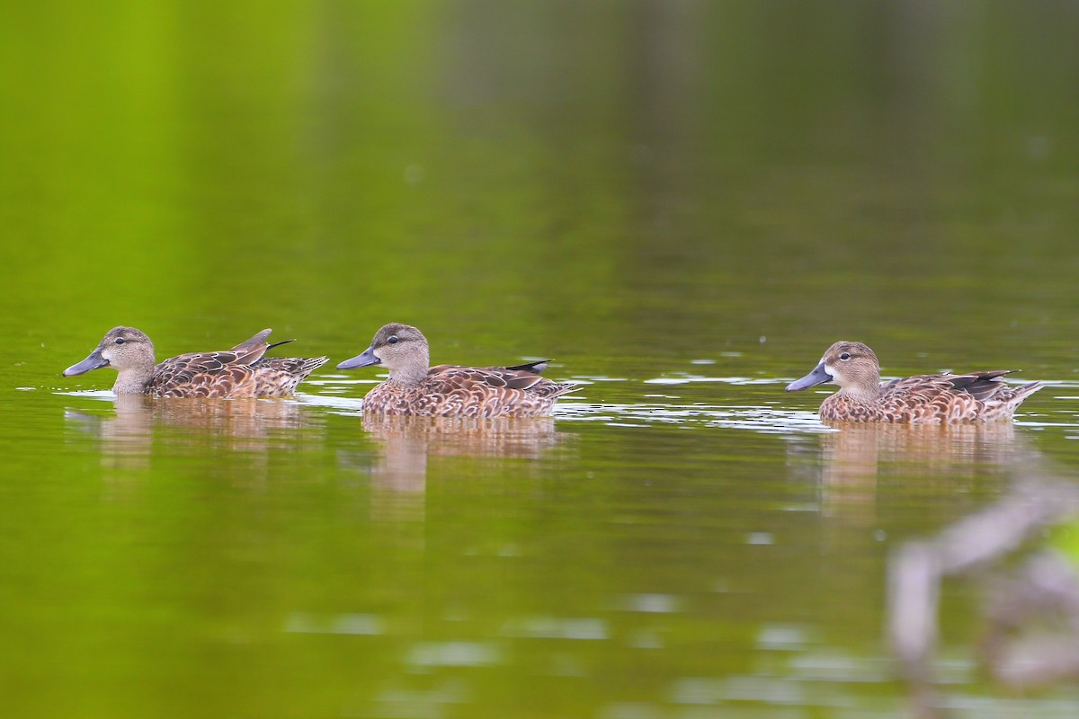 Zertzeta hegalurdina - ML646312244