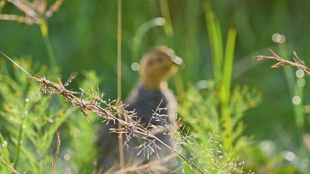 kokifrankolin - ML646312245