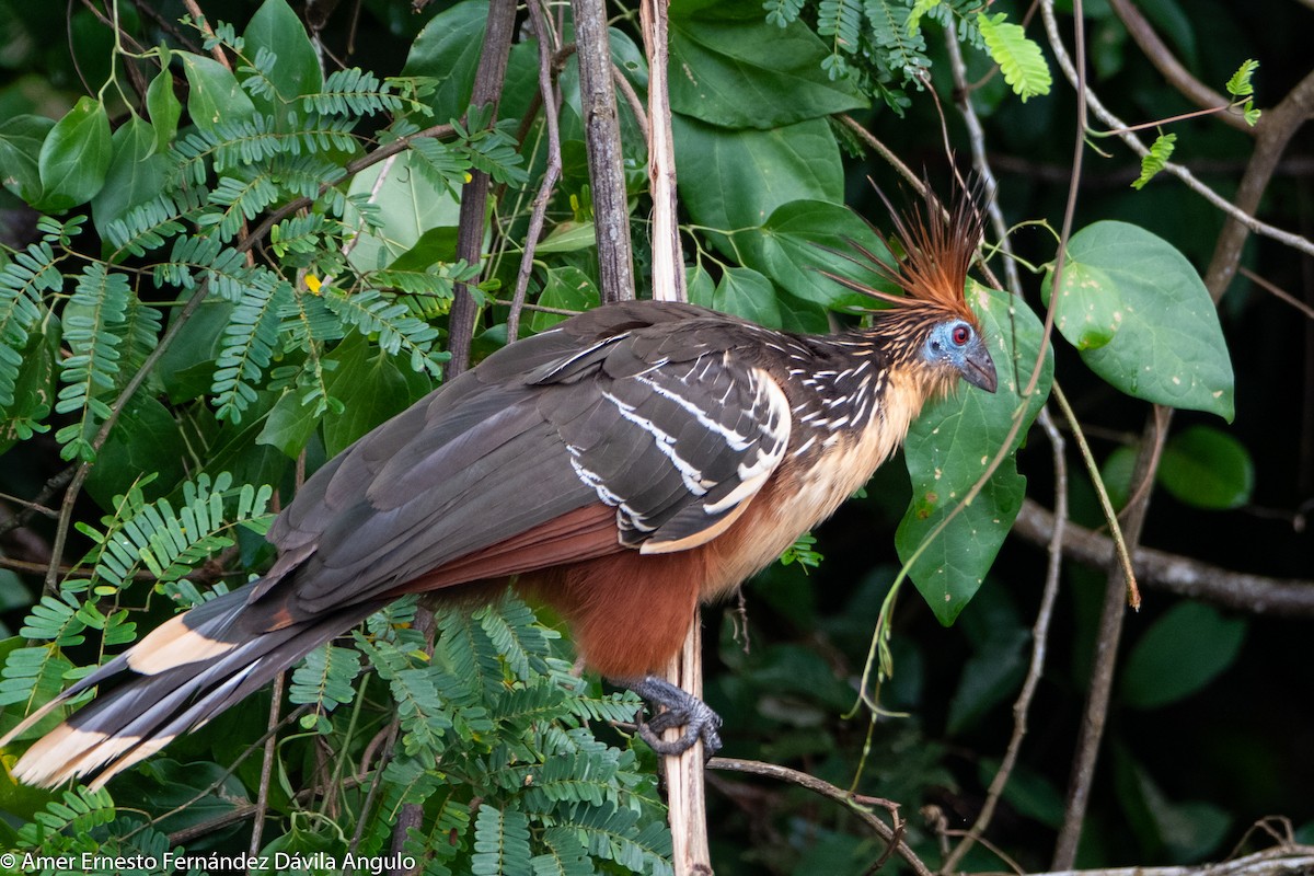 Hoatzin - ML646312249