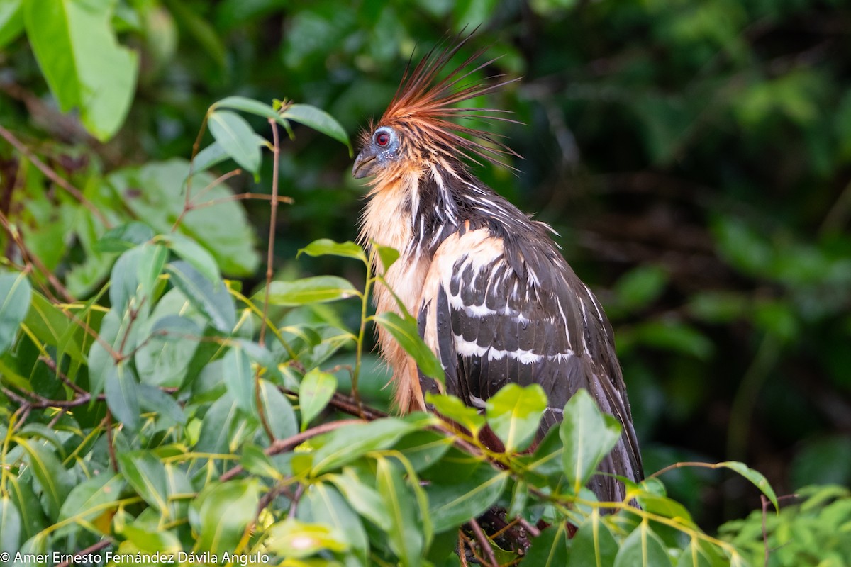 Hoatzin - ML646312250