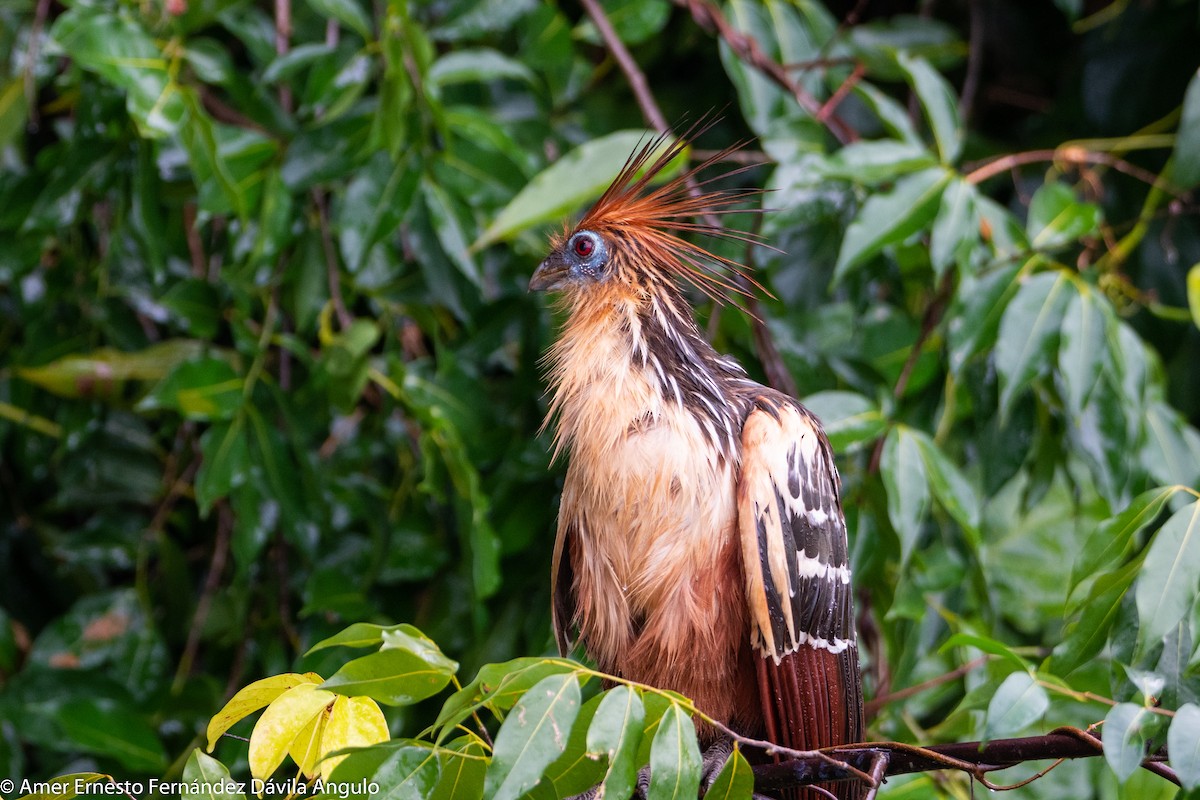 Hoatzin - ML646312251