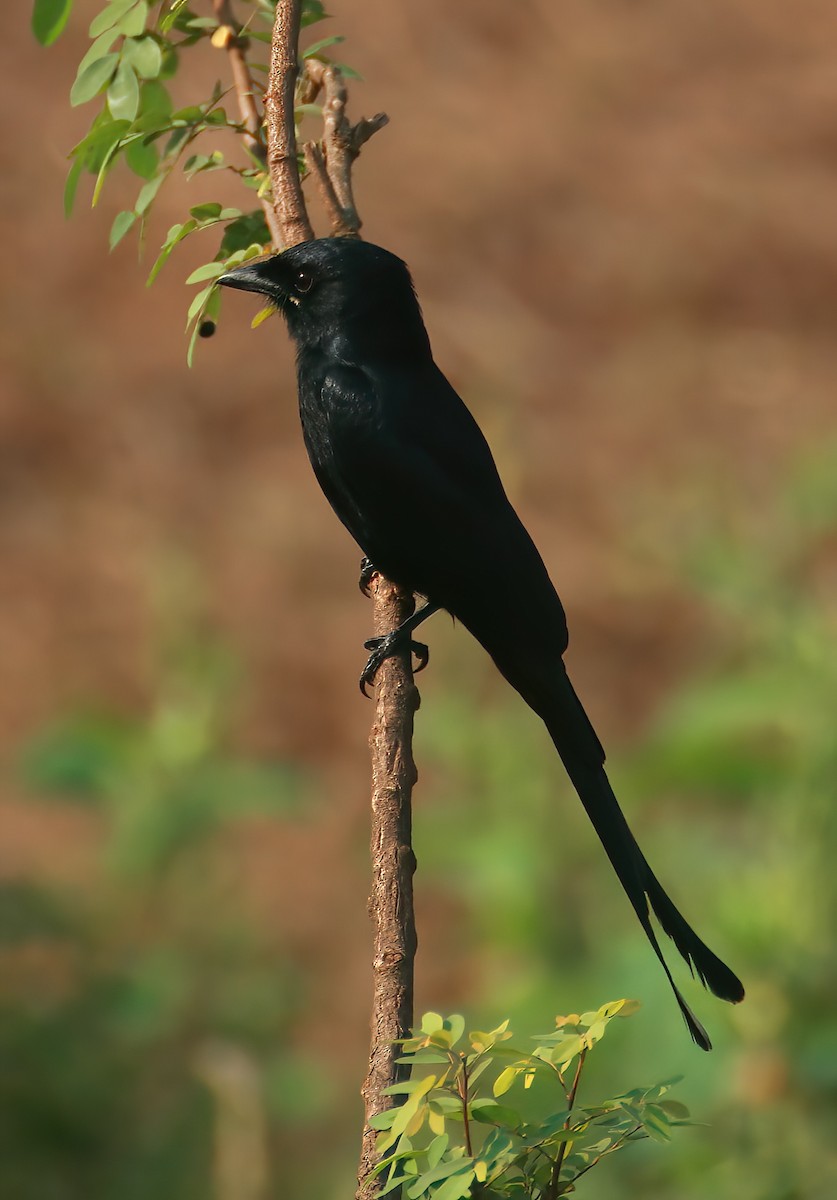 Black Drongo - ML646312252