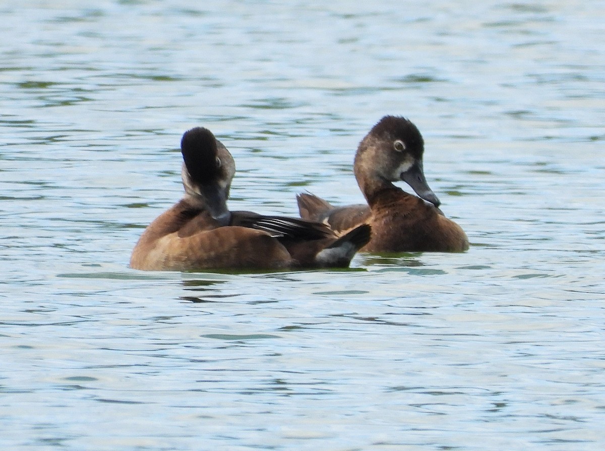 Ring-necked Duck - ML646312256