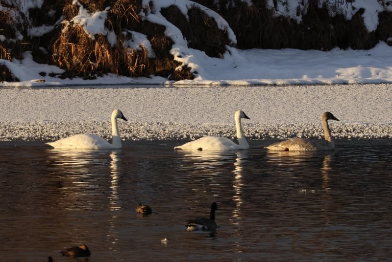 Trumpeter Swan - ML646312258