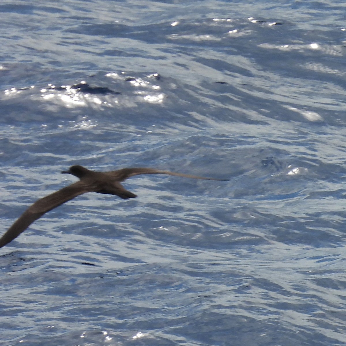 Wedge-tailed Shearwater - ML646312259