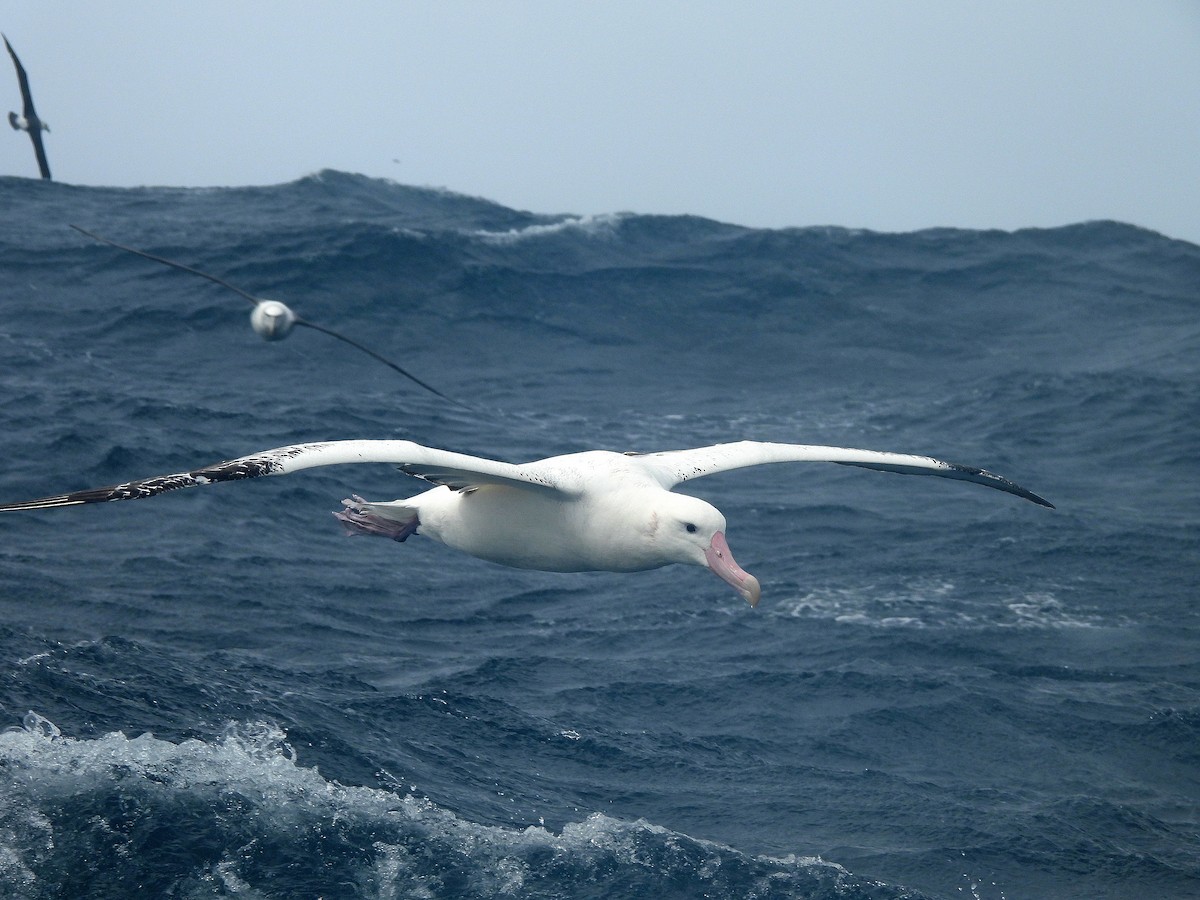 Antipodean Albatross (New Zealand) - ML646312260