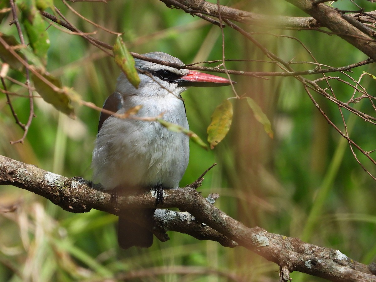 Woodland Kingfisher - ML646312261