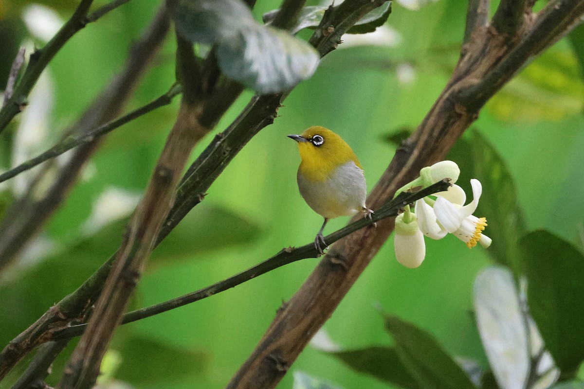 Indian White-eye - ML646312264