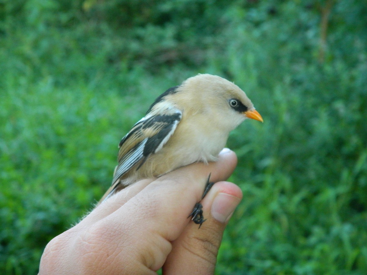 Bearded Reedling - ML646312266
