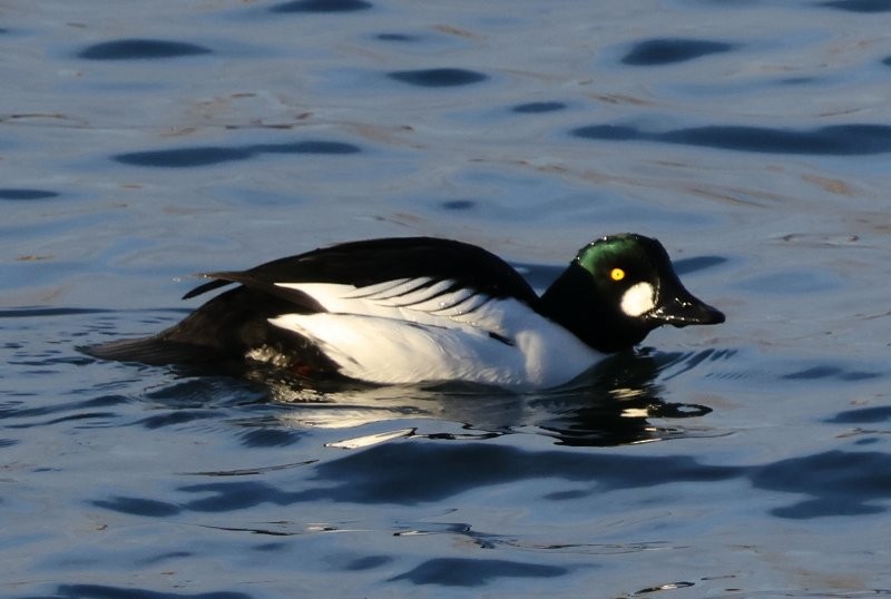 Common Goldeneye - ML646312267