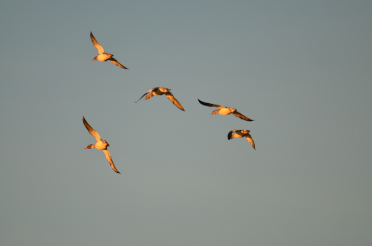 Red-breasted Merganser - ML646312269