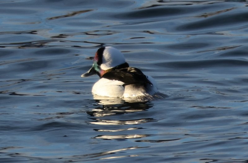 Bufflehead - ML646312270