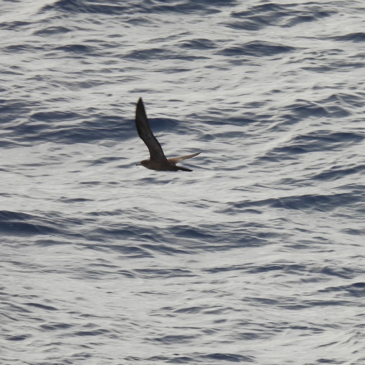 Wedge-tailed Shearwater - ML646312271