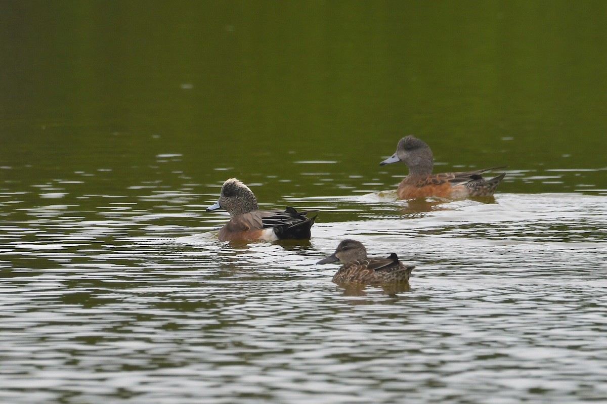 American Wigeon - ML646312272