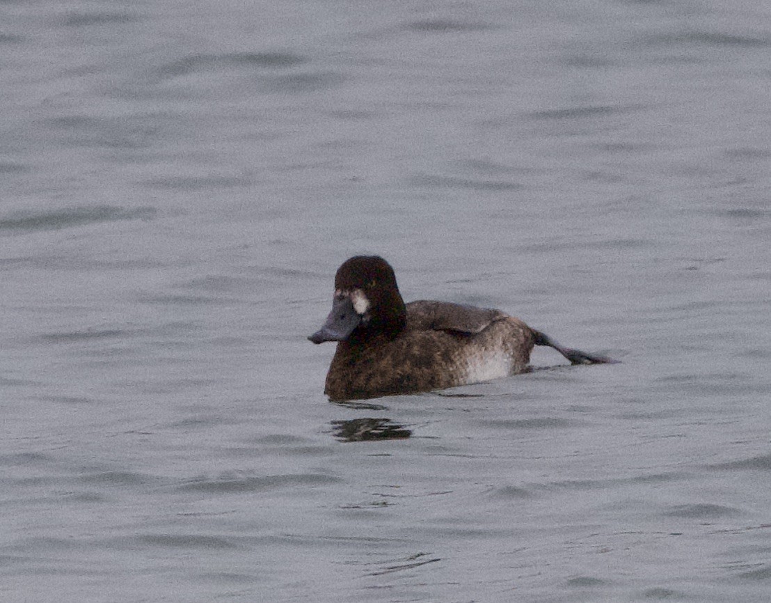 Greater Scaup - ML646312273