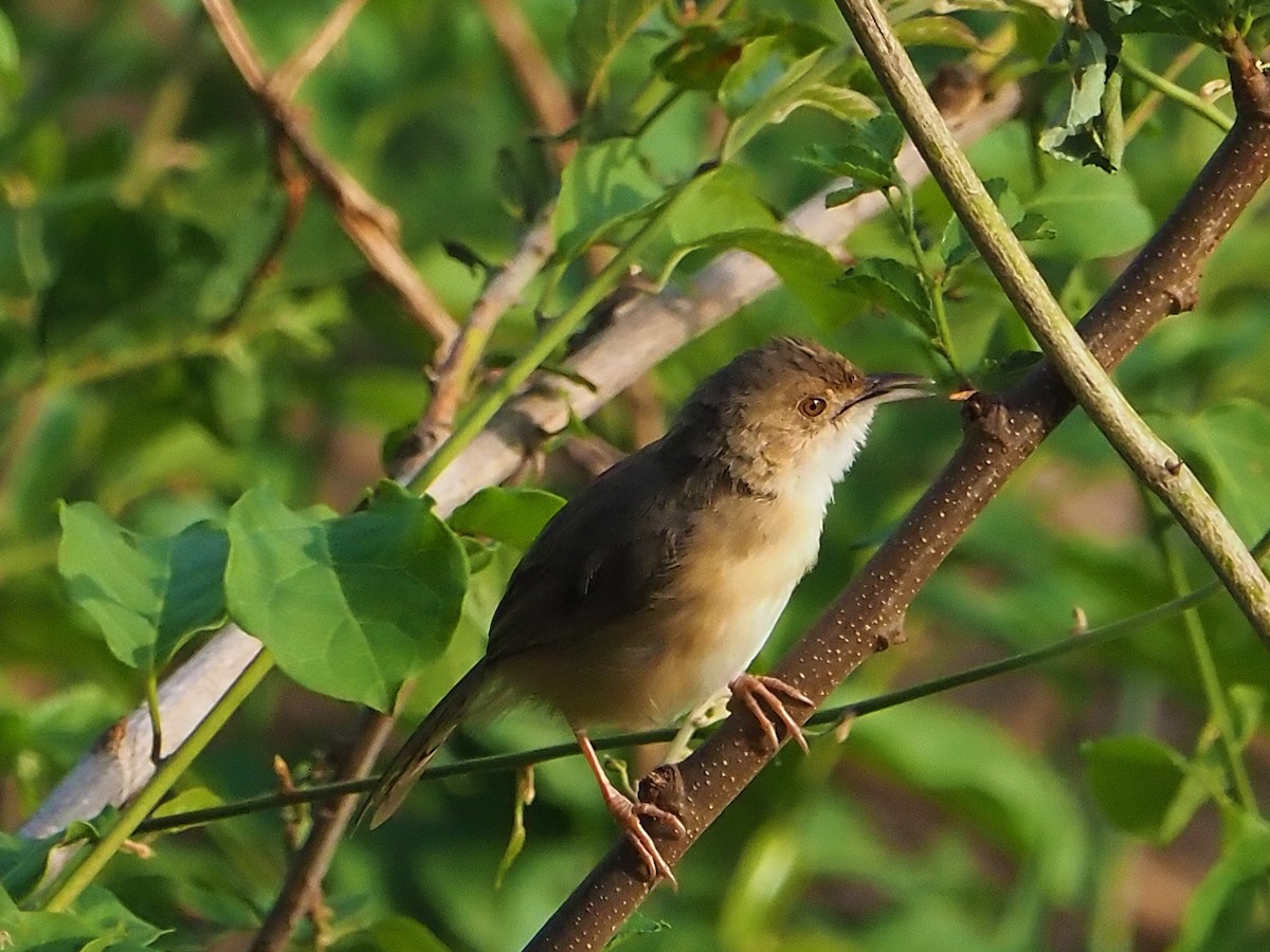 Red-faced Cisticola - ML646312274