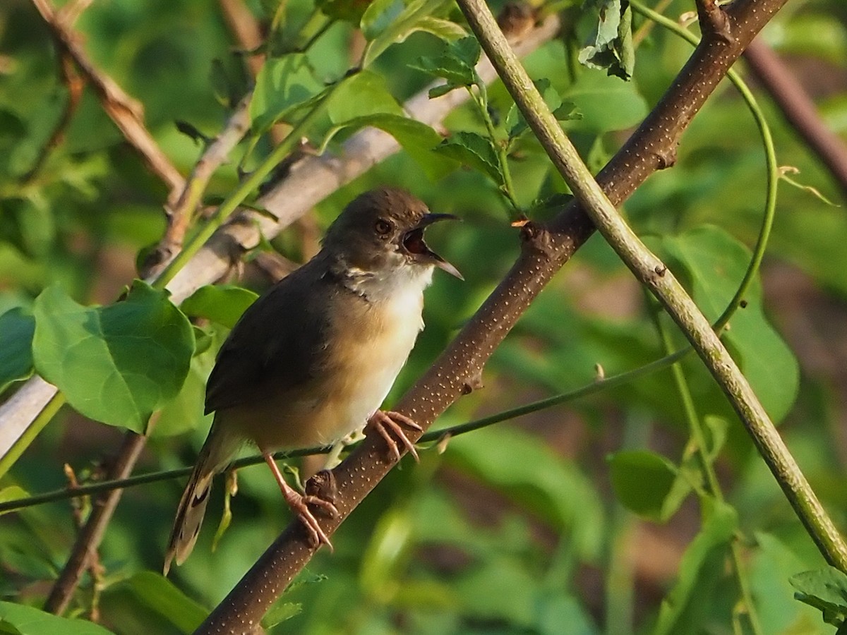 Red-faced Cisticola - ML646312275
