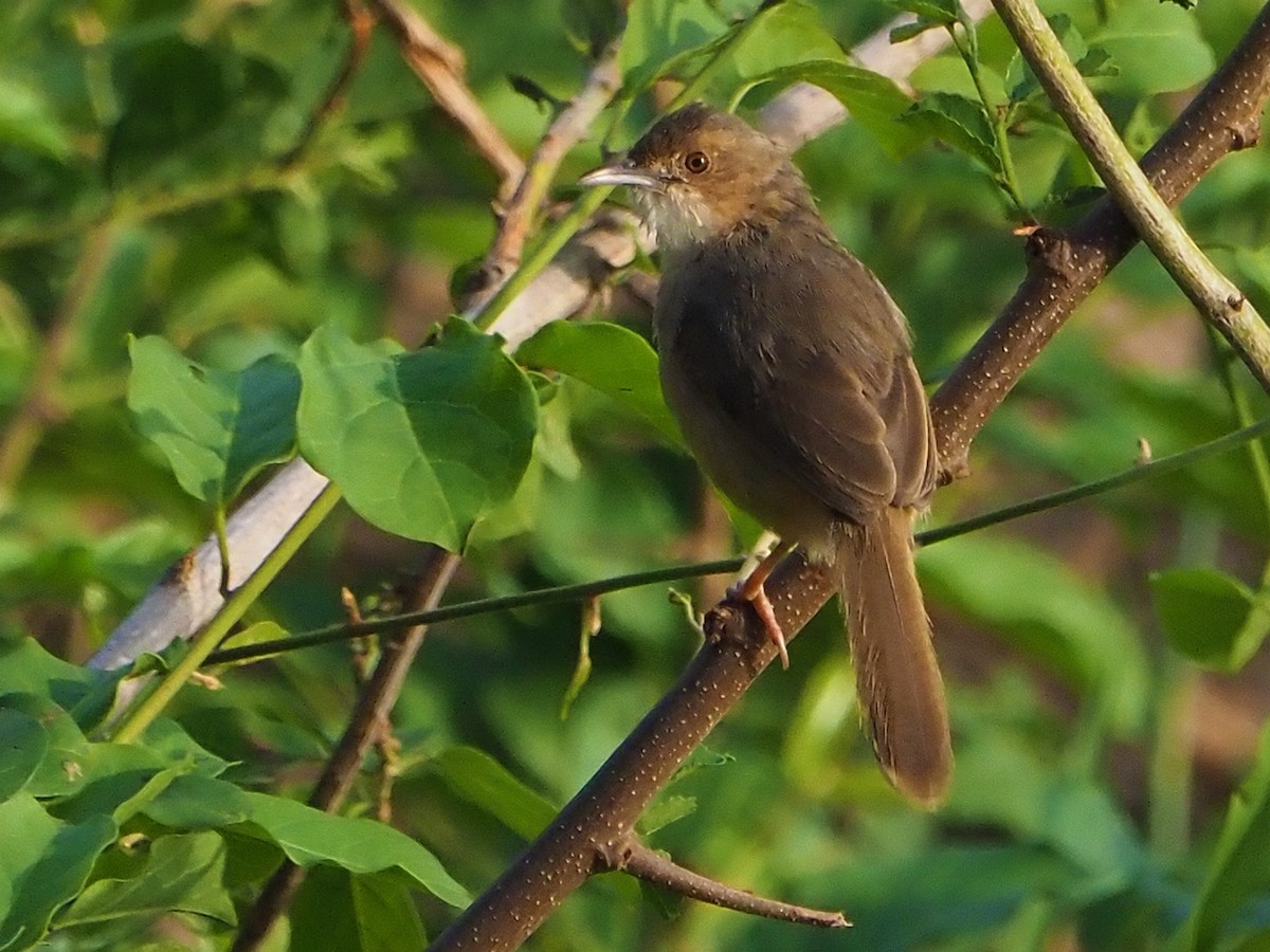 Red-faced Cisticola - ML646312276