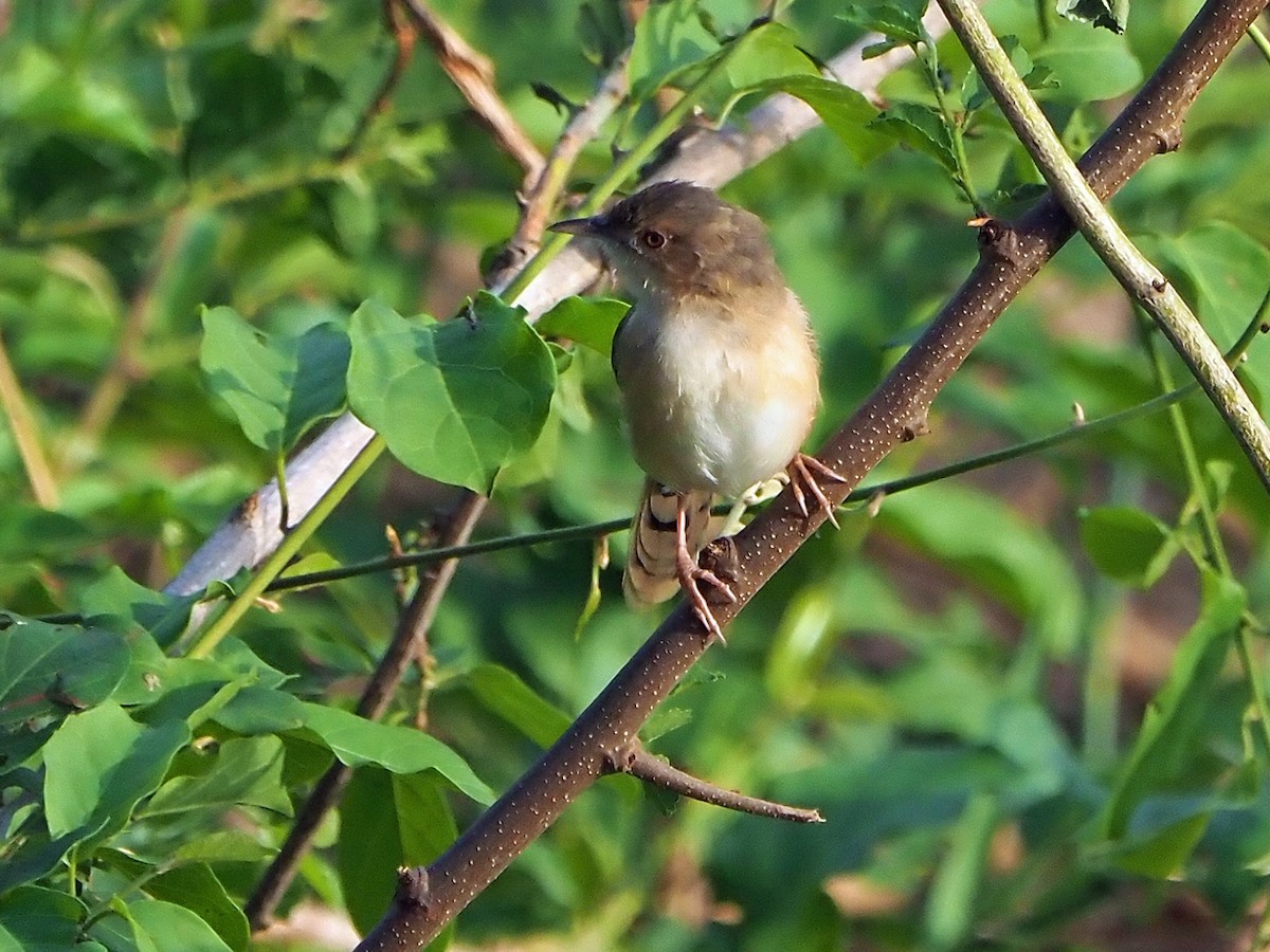 Red-faced Cisticola - ML646312277