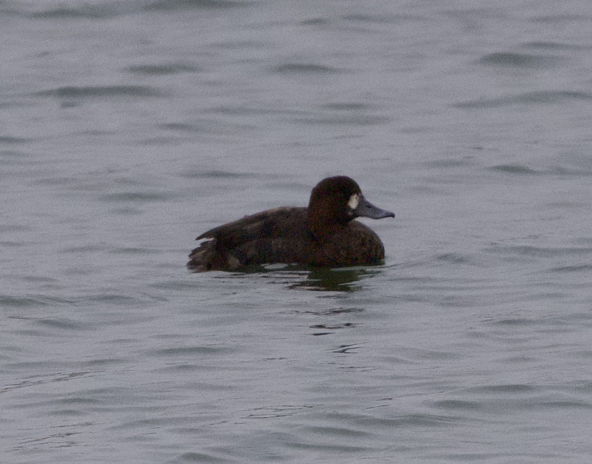 Greater Scaup - ML646312278