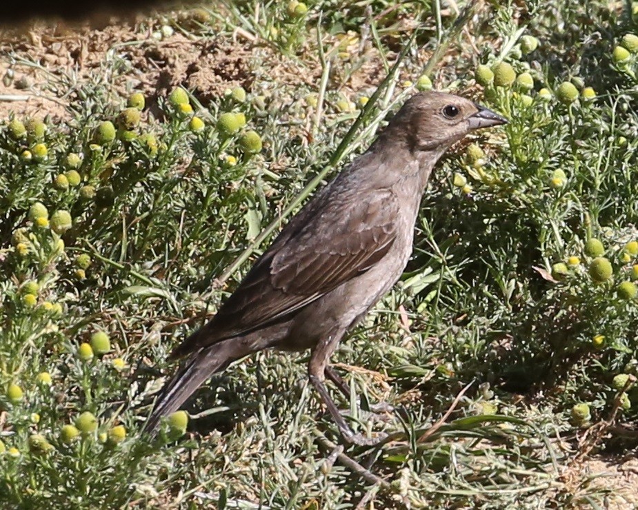 Brewer's Blackbird - ML646312279