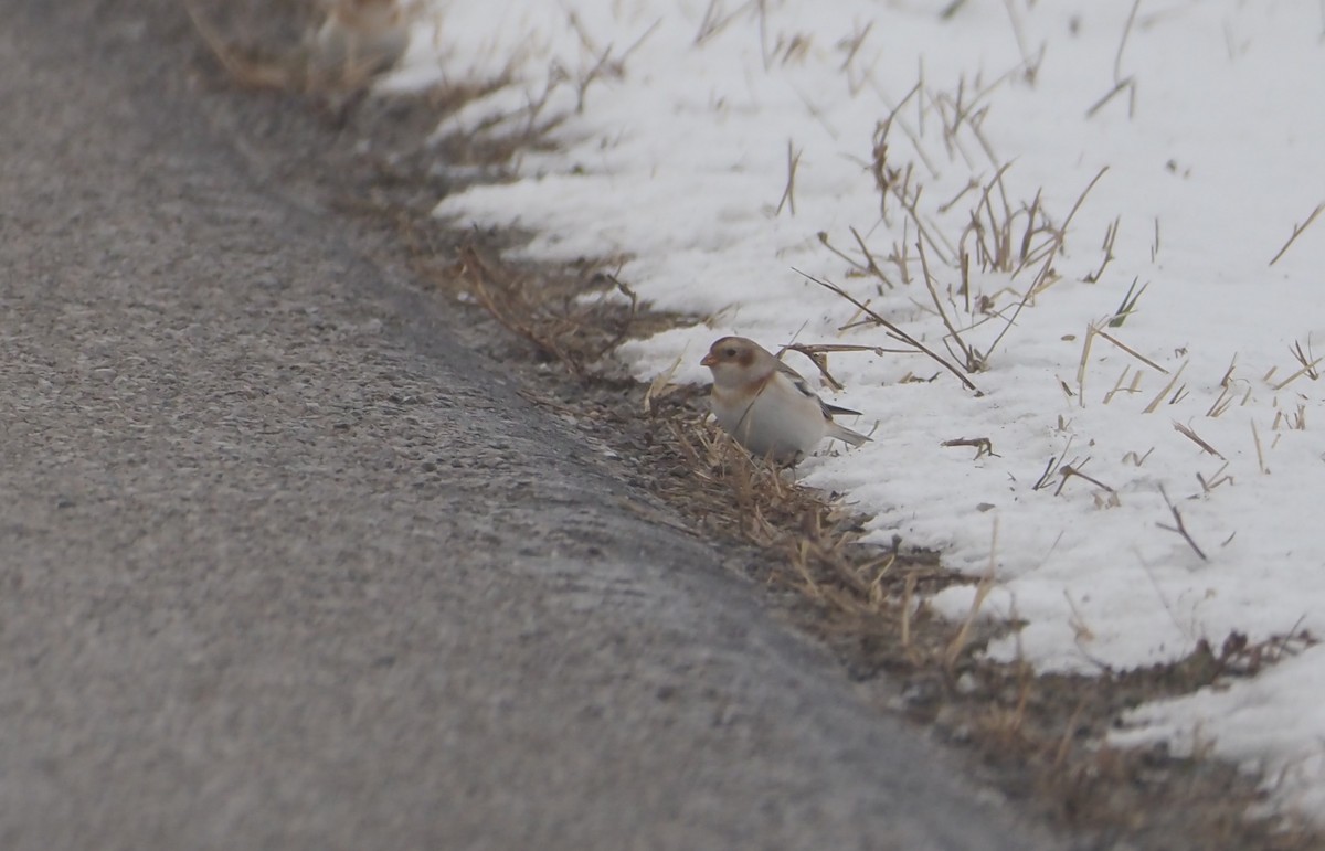 Snow Bunting - ML646312280
