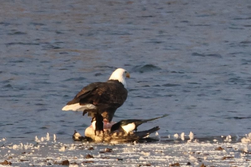 Bald Eagle - ML646312281