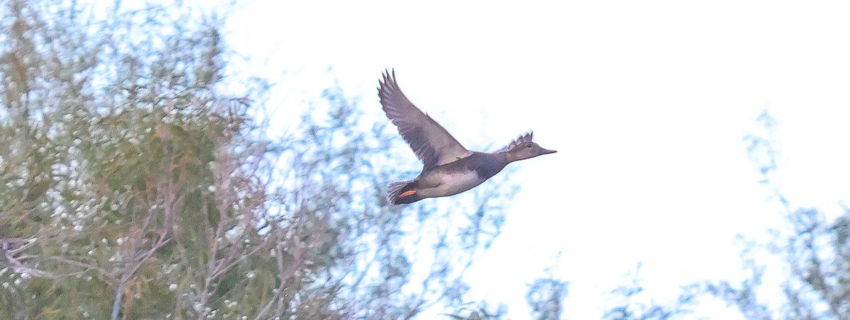 Gadwall - ML646312282