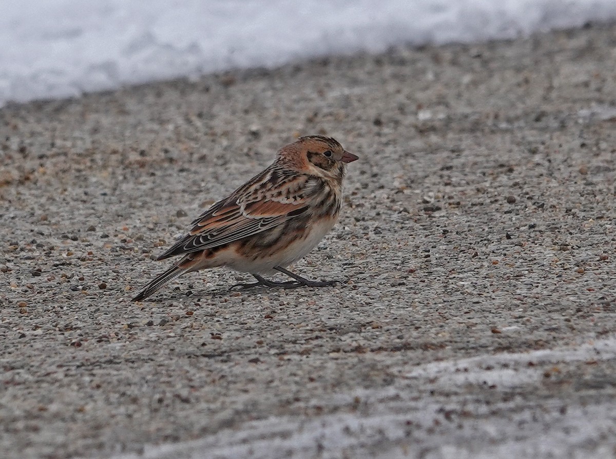 Lapland Longspur - ML646312283