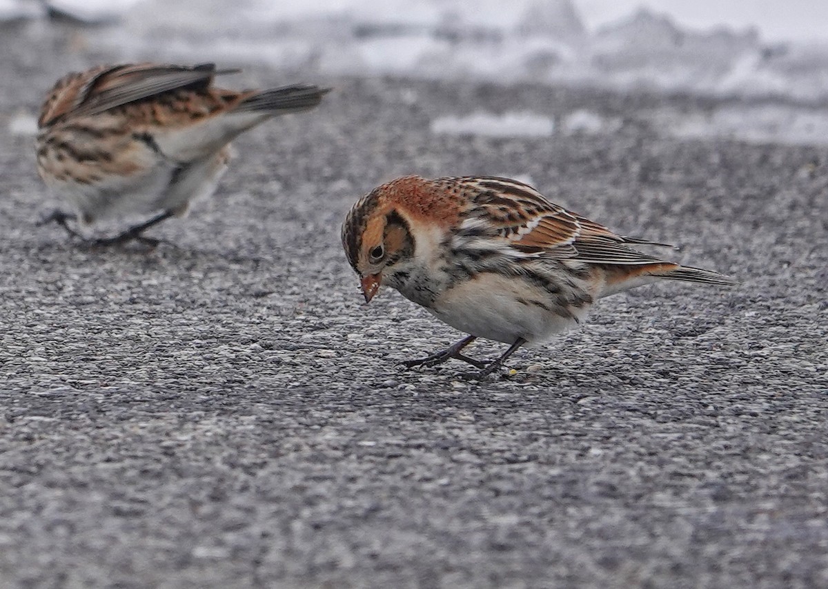 Lapland Longspur - ML646312284