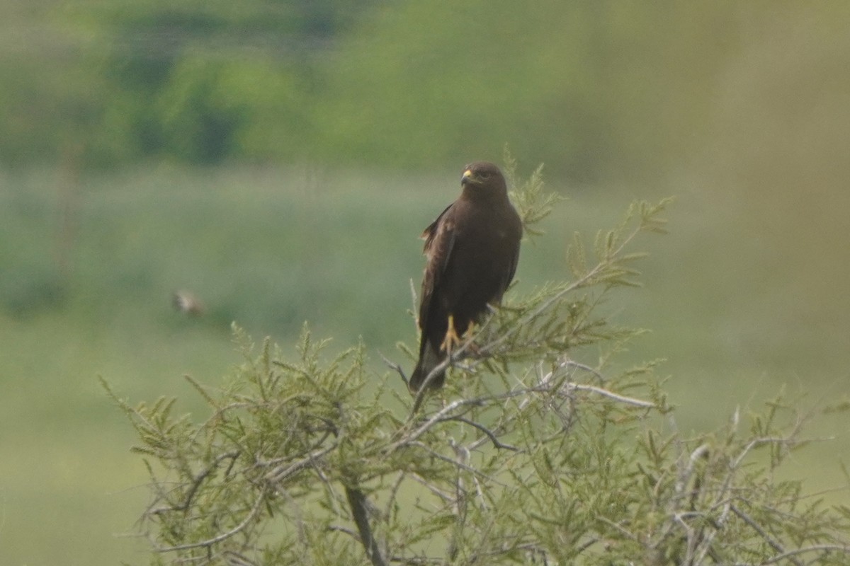 Common Buzzard - ML646312285