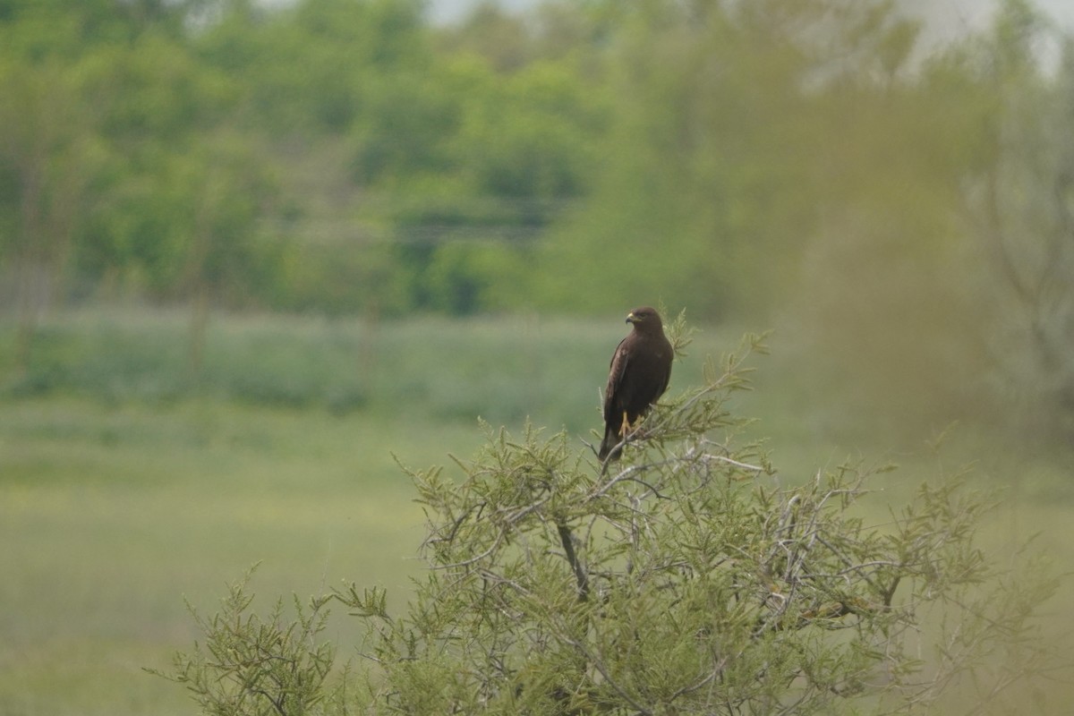 Common Buzzard - ML646312286