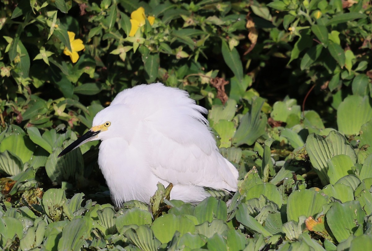 Snowy Egret - ML646312287