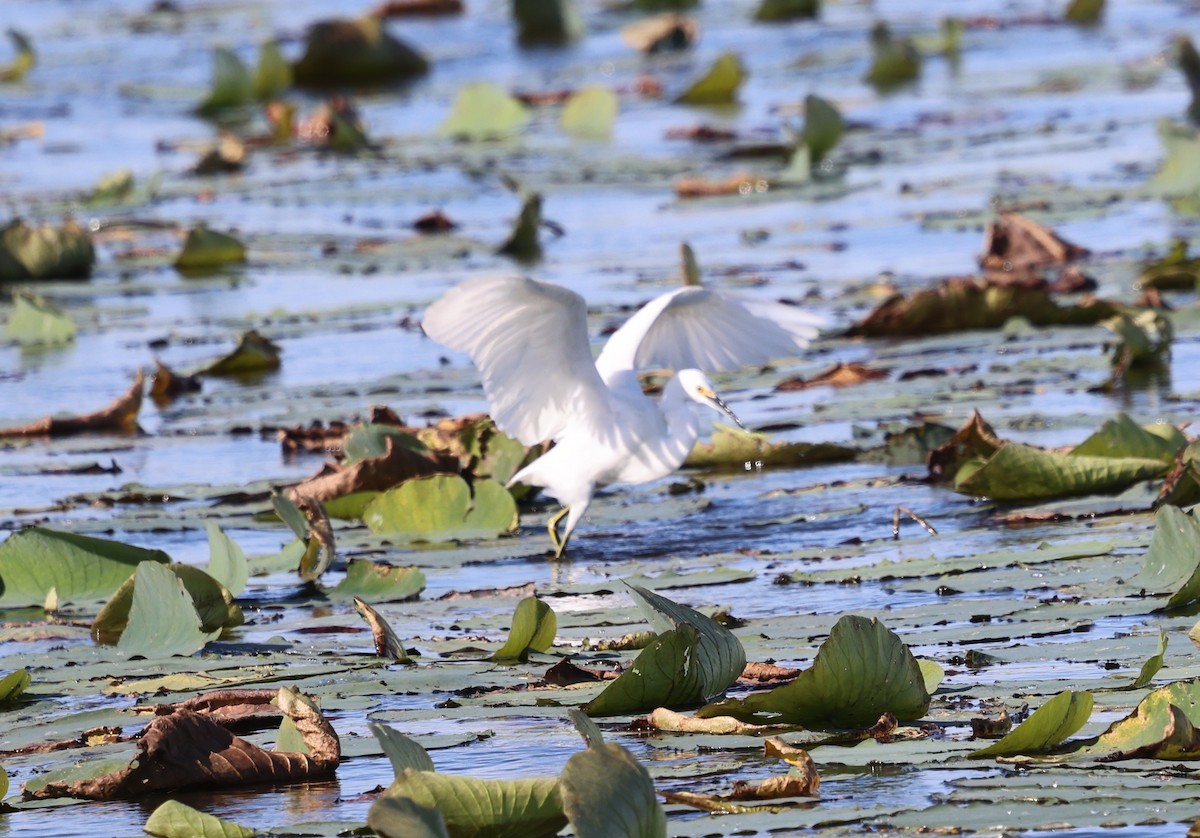 Snowy Egret - ML646312288