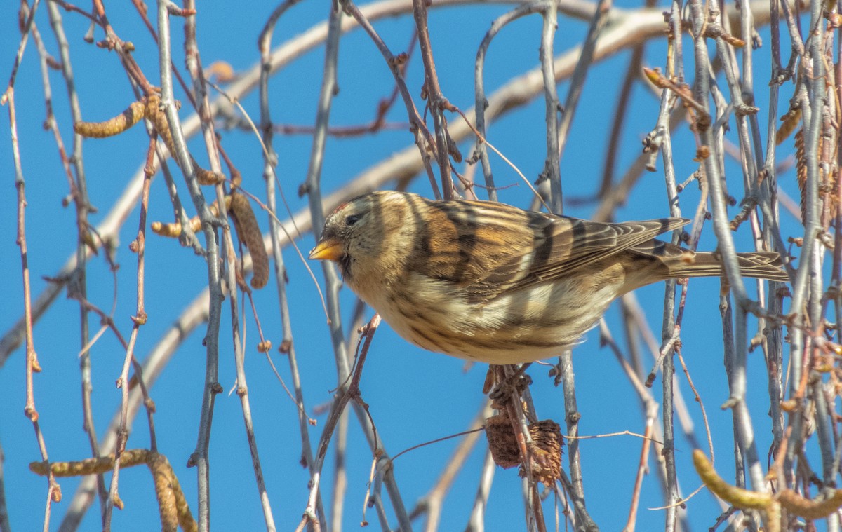 Redpoll - ML646312289