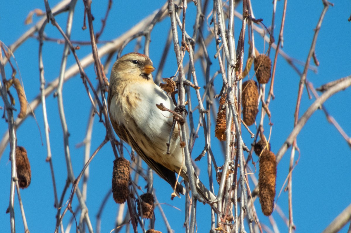 Redpoll - ML646312290