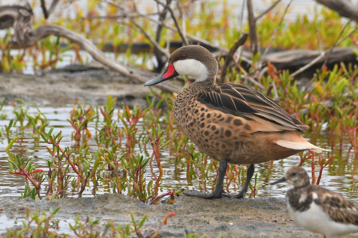 White-cheeked Pintail - ML646312291