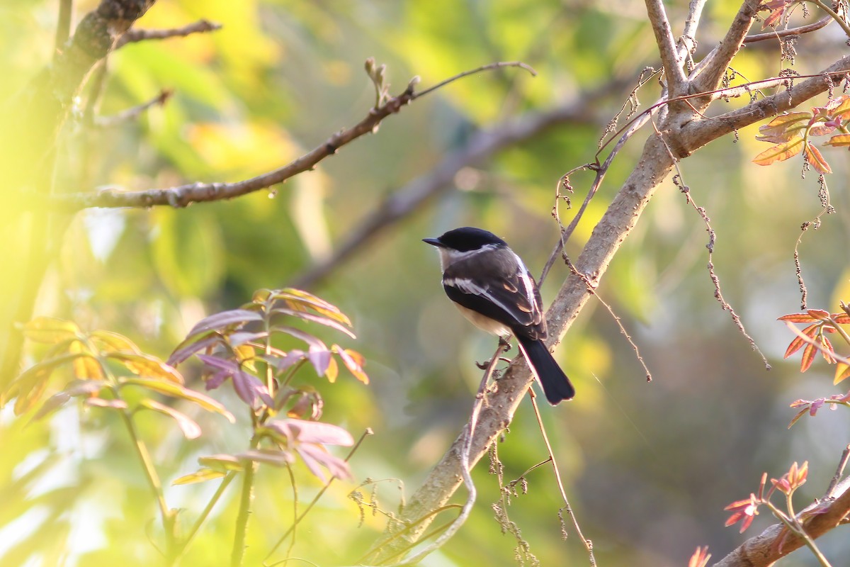 Bar-winged Flycatcher-shrike - ML646312292