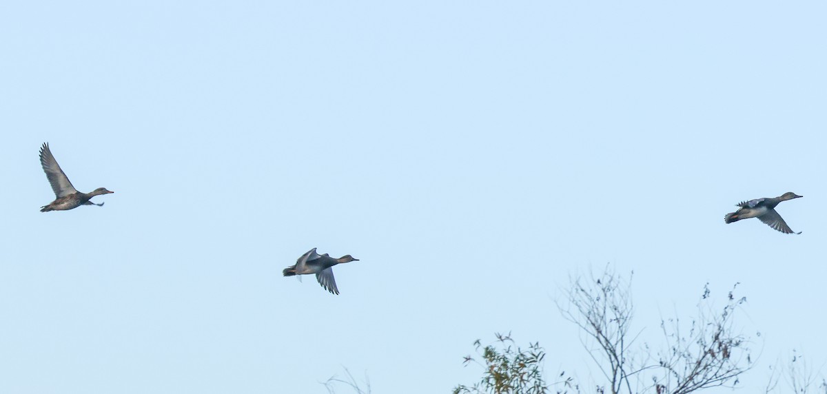 Gadwall - ML646312293