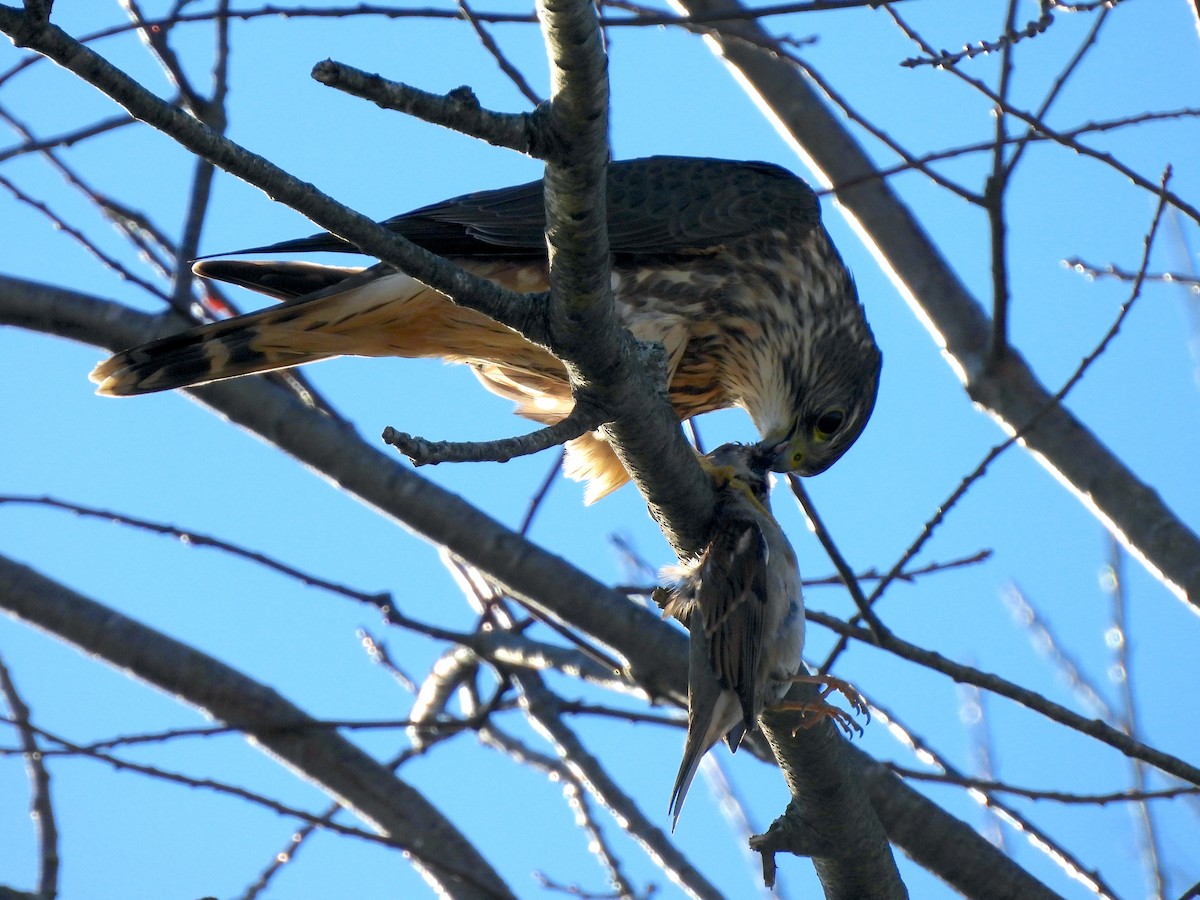 Merlin - ML646312294