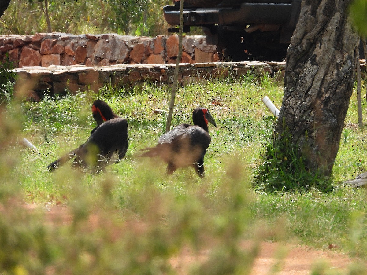 Southern Ground-Hornbill - ML646312295