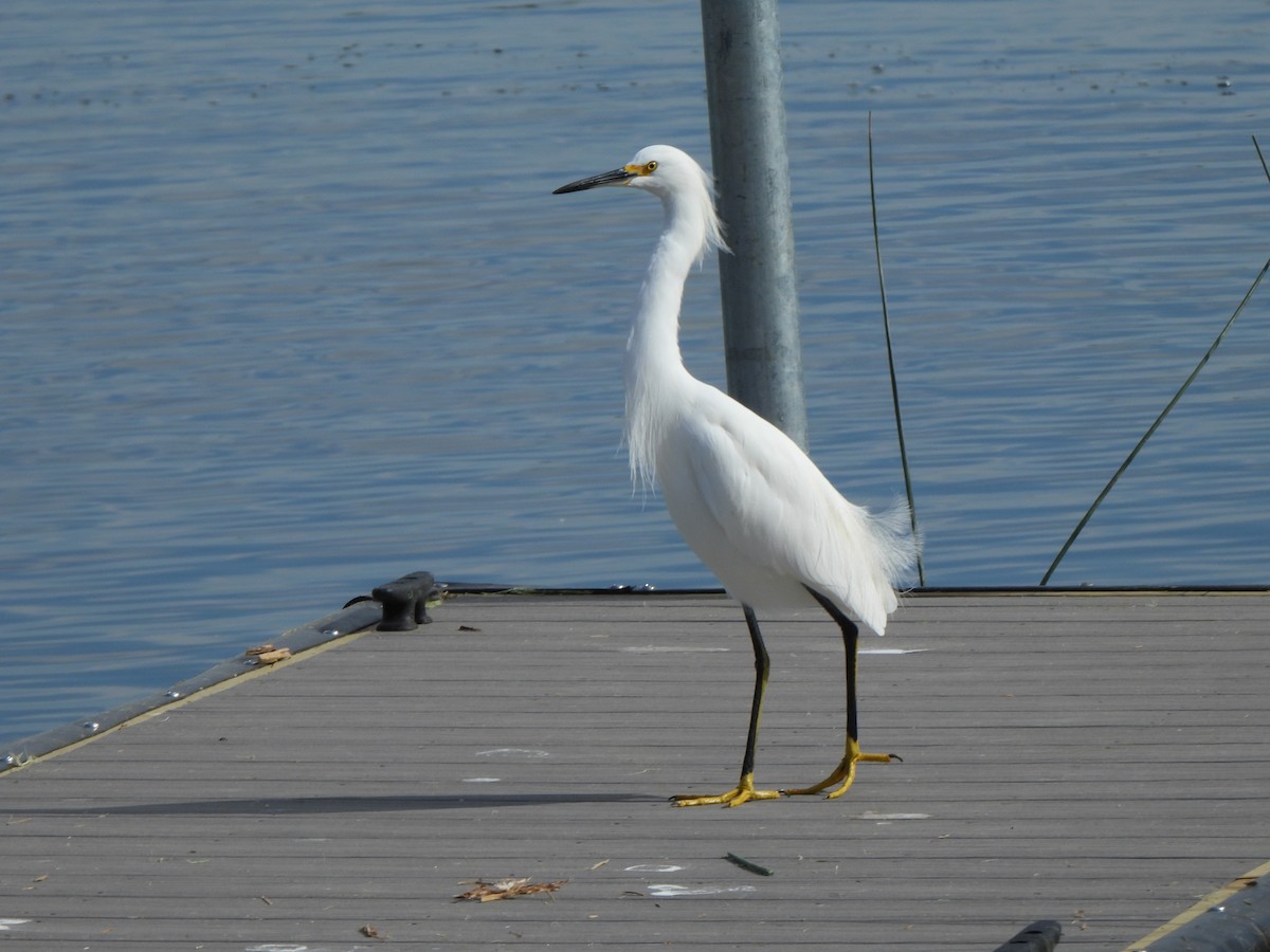 ユキコサギ - ML646312296