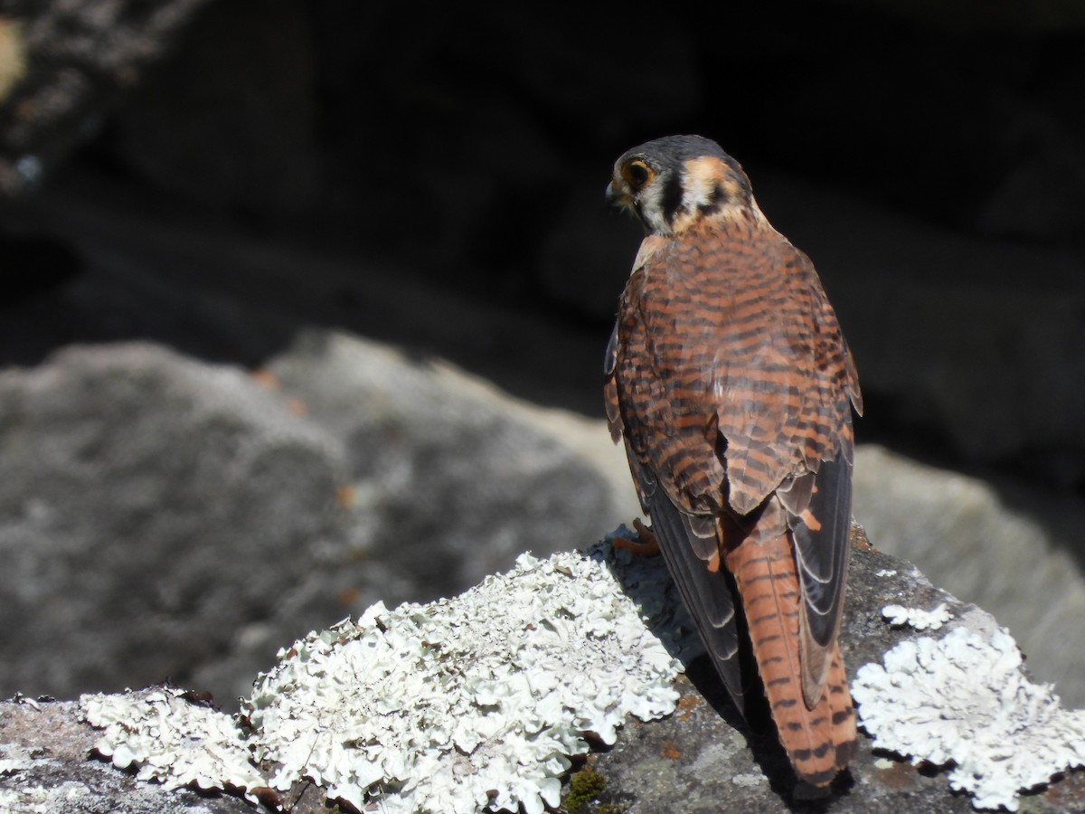 American Kestrel - ML646312297