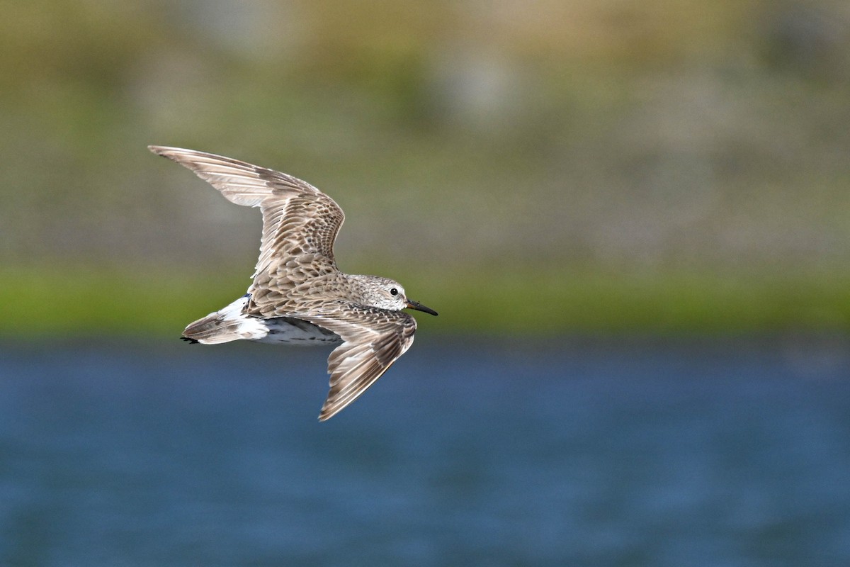 White-rumped Sandpiper - ML646312302