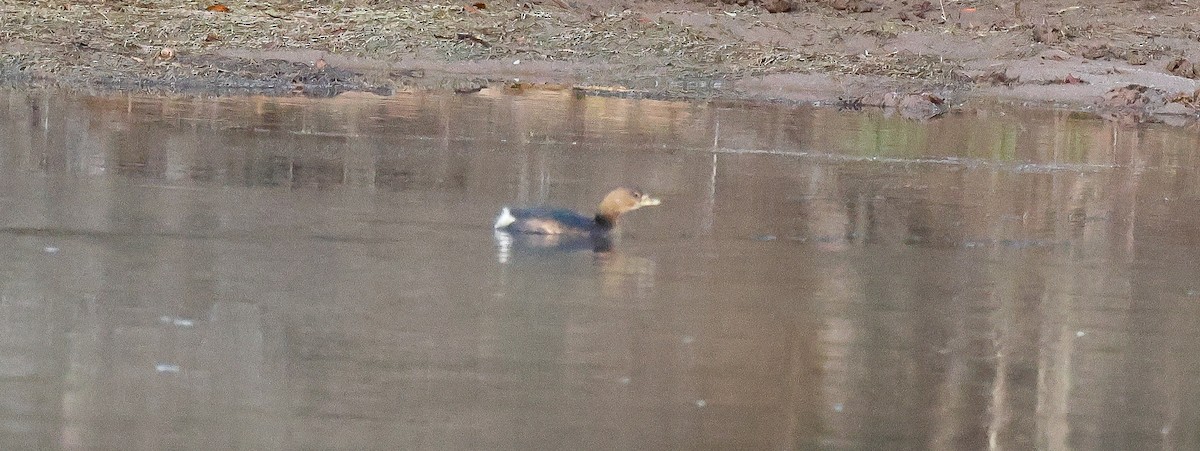 Pied-billed Grebe - ML646312304