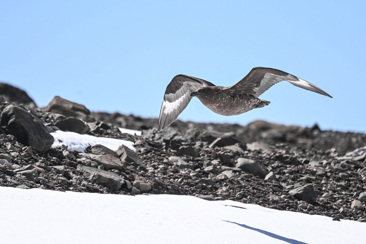 Brown Skua - ML646312305