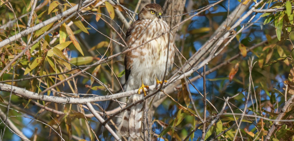 Sharp-shinned Hawk - ML646312312